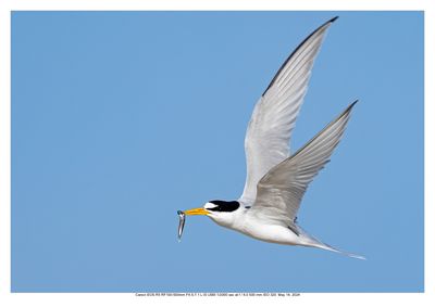 Least Tern 