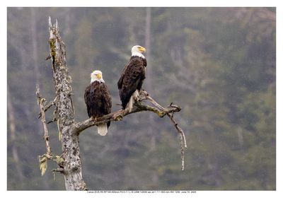 ALASKA     2024