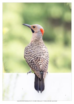 Northern Flicker