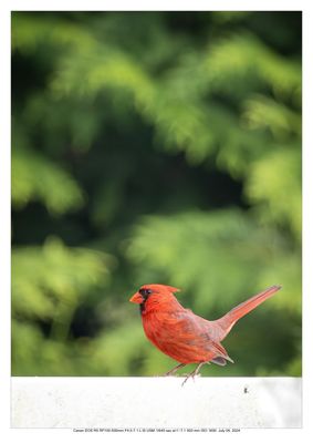 Cardinal Male 