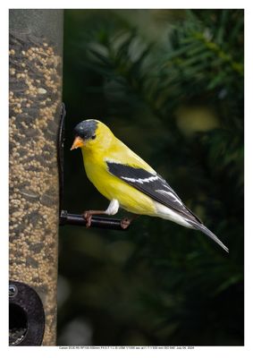 American Goldfinch 