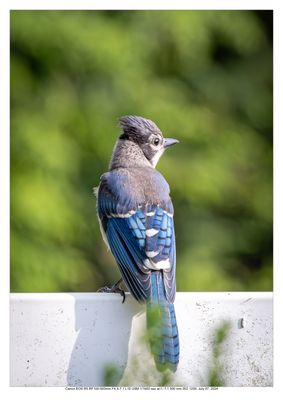 Blue Jay 