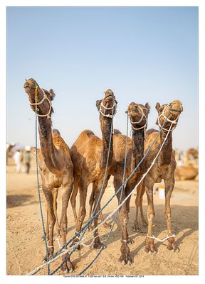 Nagaur, Rajasthan