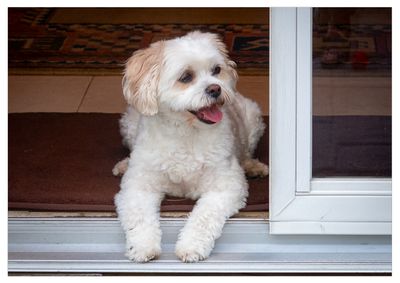 Our Dog -  Chutkee 