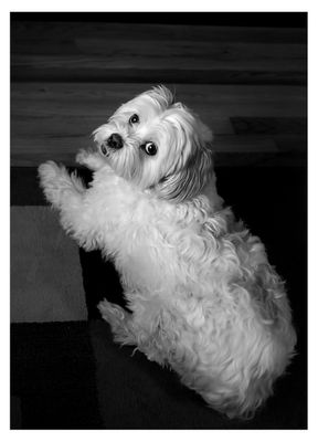 RIP Chutkee