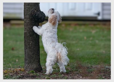Squirrel patrol 