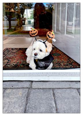 Halloween 2021