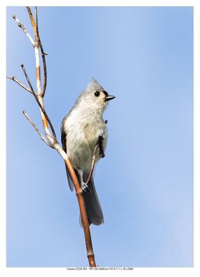 Wildlife, Nature and Birds