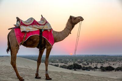 Rajasthan Unfiltered  2014