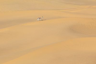 Rajasthan Unfiltered