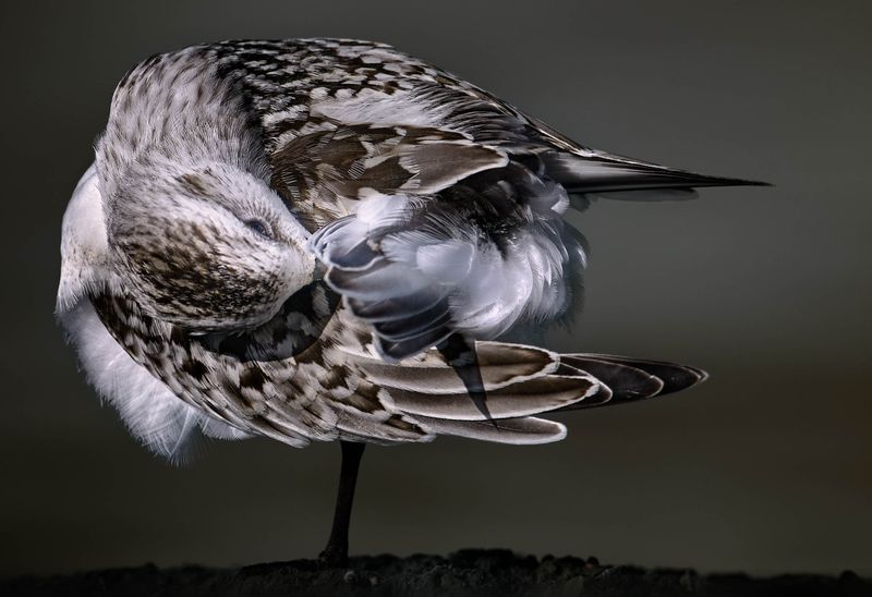 Bcasseau sanderling