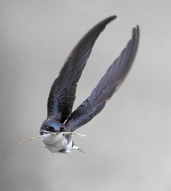 Hirondelle bicolore