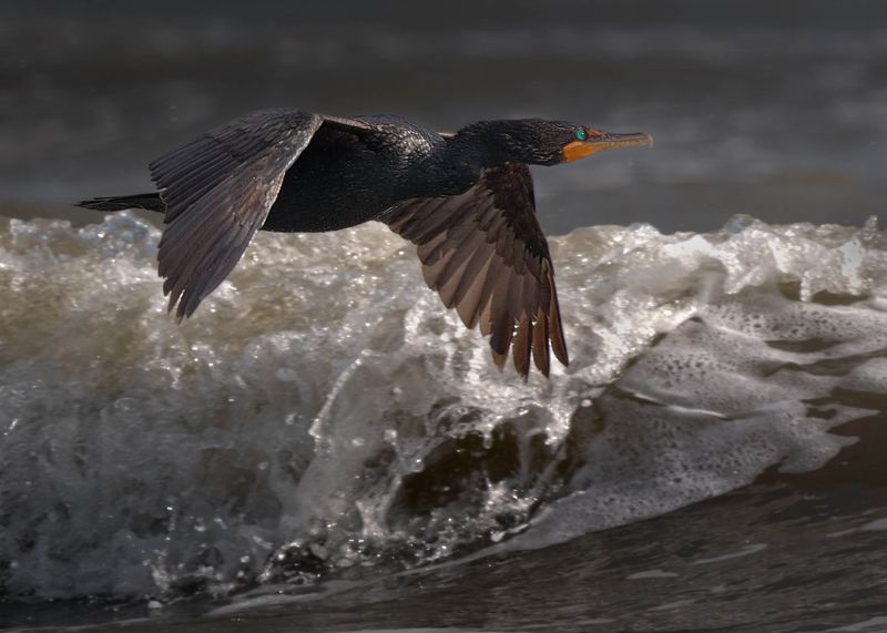 Cormoran à aigrettes
