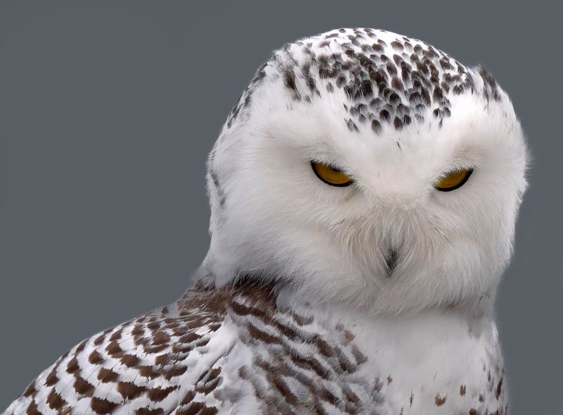 Regard du chasseur