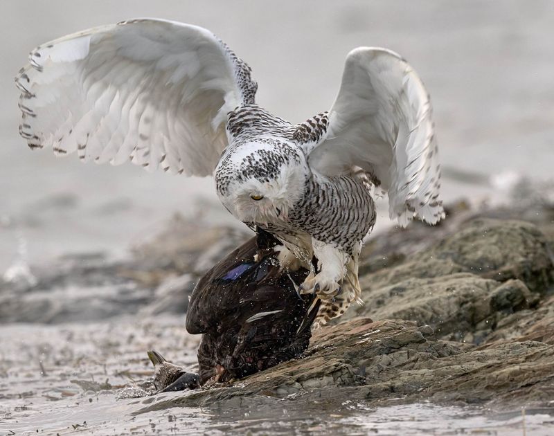 Difficile sortie de l'eau 