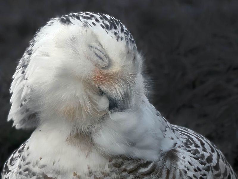 Important lissage des plumes