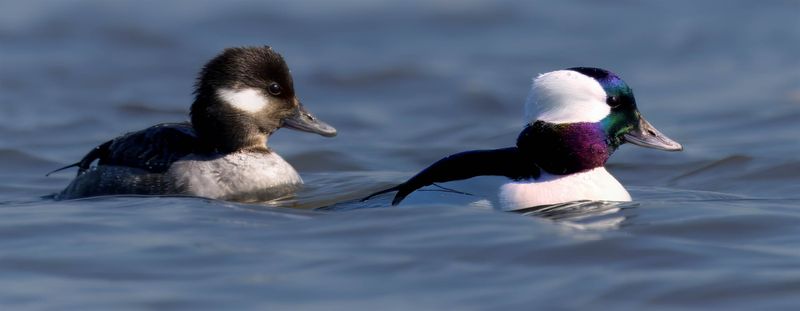 Garrot d'Islande, Petit, et oeil d'or