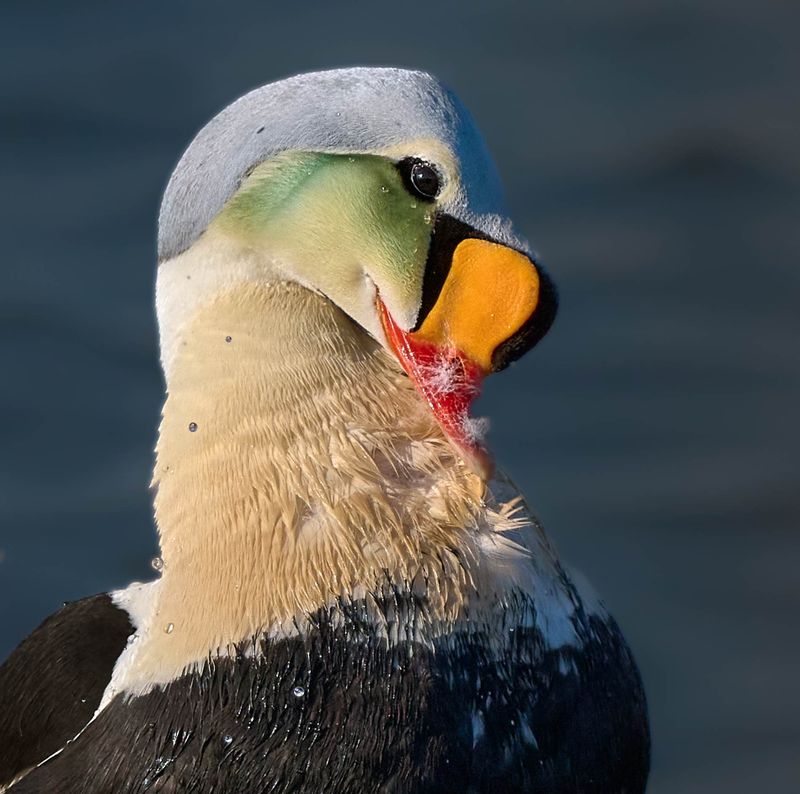 Eider  tte grise