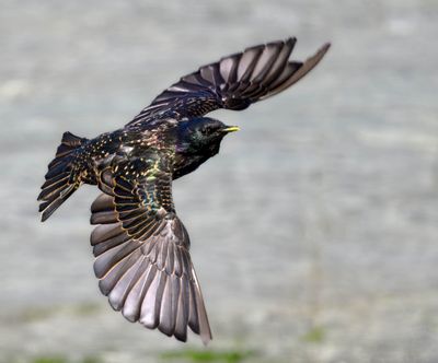 Corbeau et Sansonnet