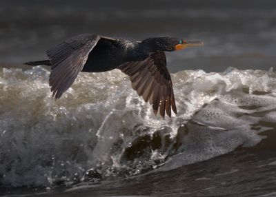 Cormoran à aigrettes