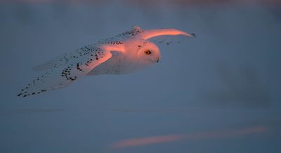 Harfang des neiges