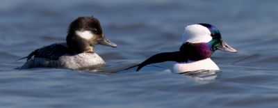 Garrot d'Islande, Petit, et oeil d'or