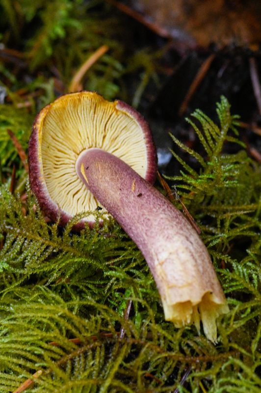 Tricholomopsis rutilans