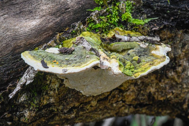 Trametes gibbosa