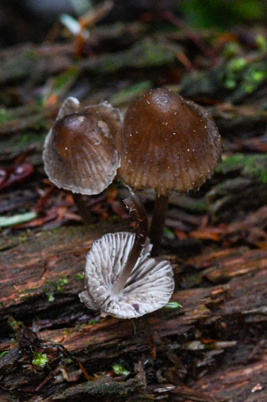 Mycena leptocephala