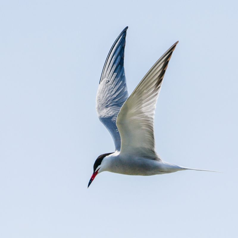 Common Tern