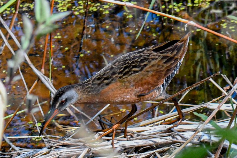 Virginia Rail