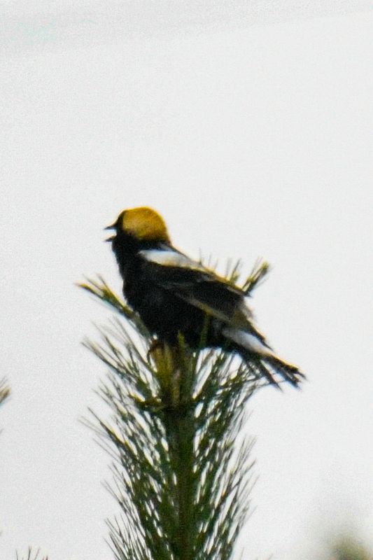 Bobolink