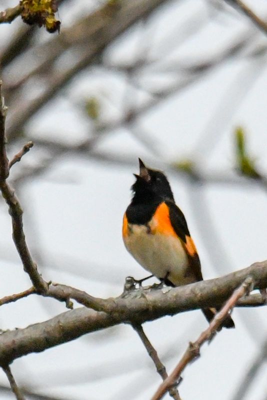 American Redstart