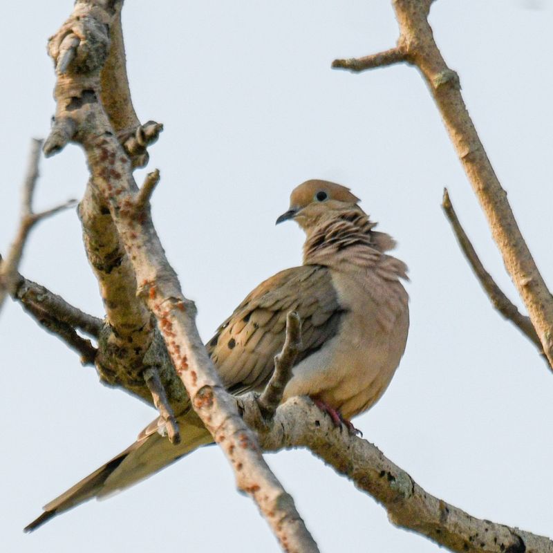 Mourning Dove