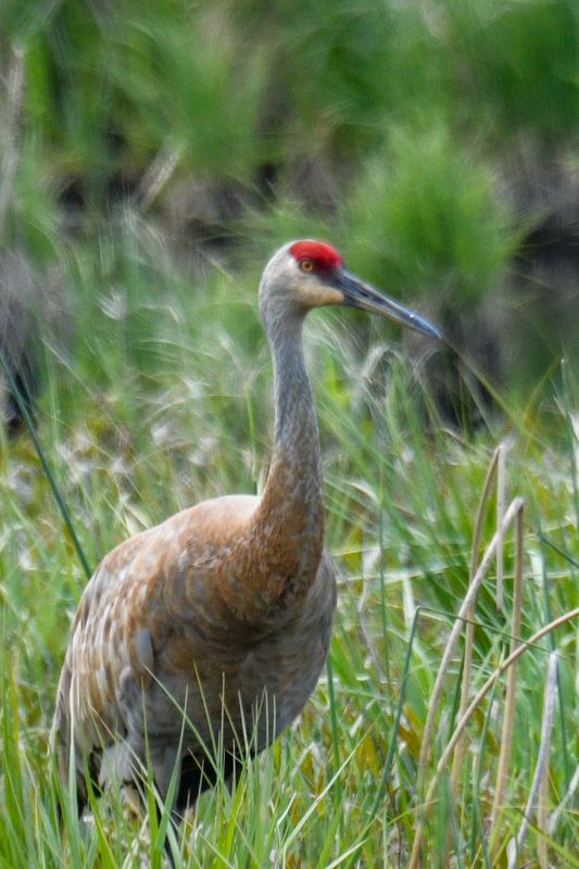 Sandhill Crane