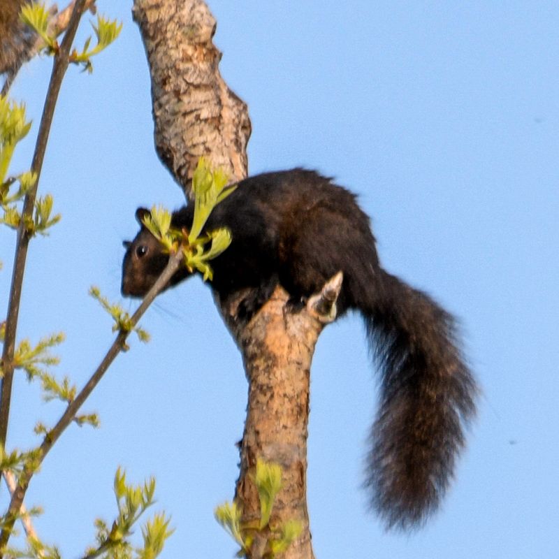 Eastern Gray Squirrel