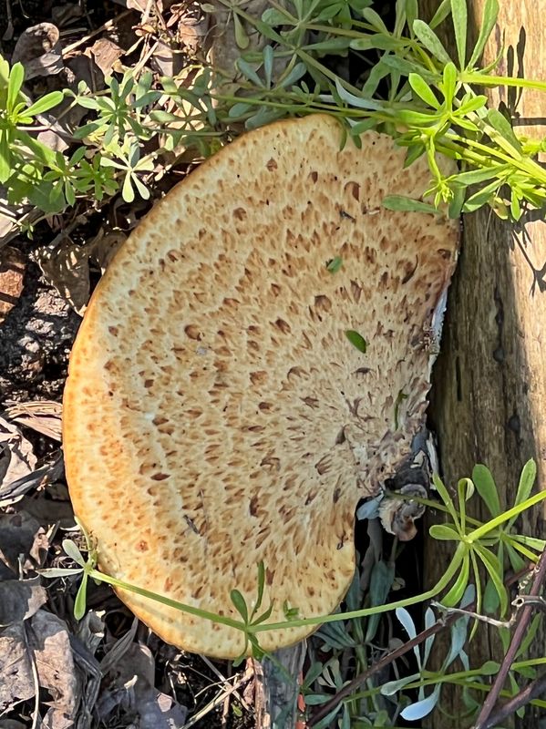 Dryads Saddle Mushroom
