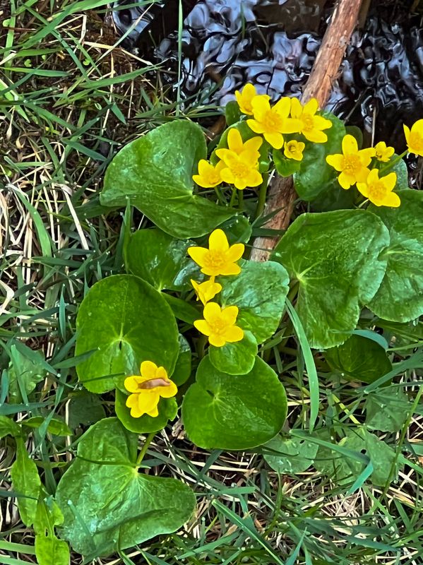 Marsh Marigold 