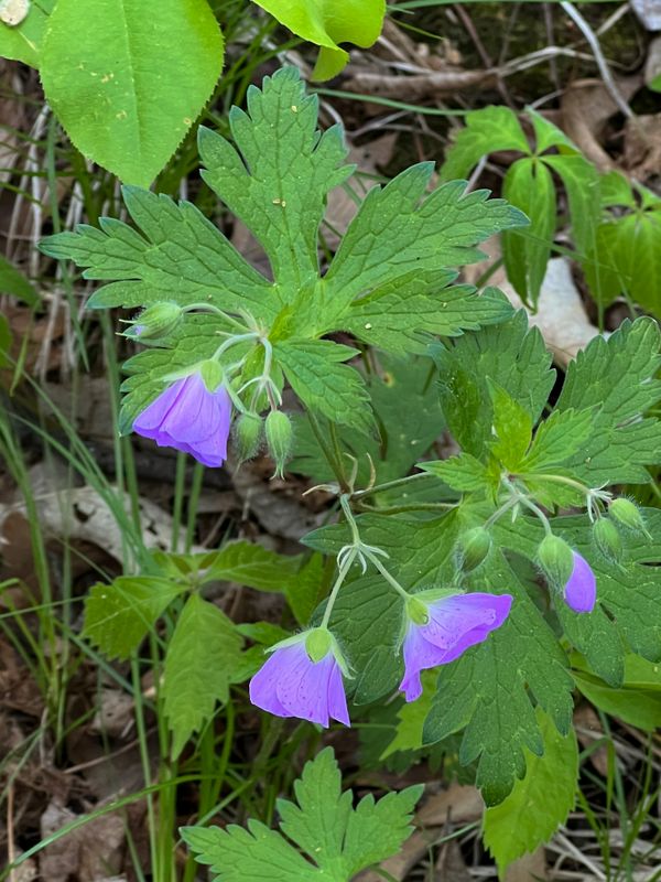 Wild Geranium