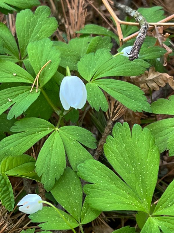 Wood Anemone