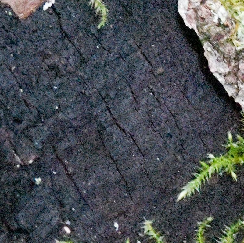 Diatrype stigma