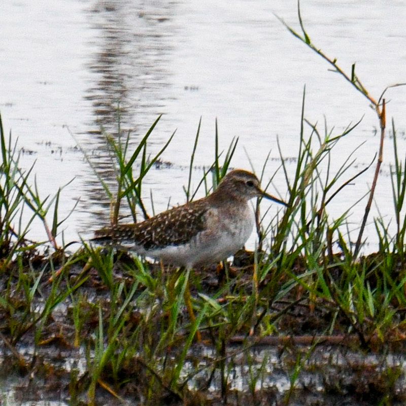 Wood Sandpiper
