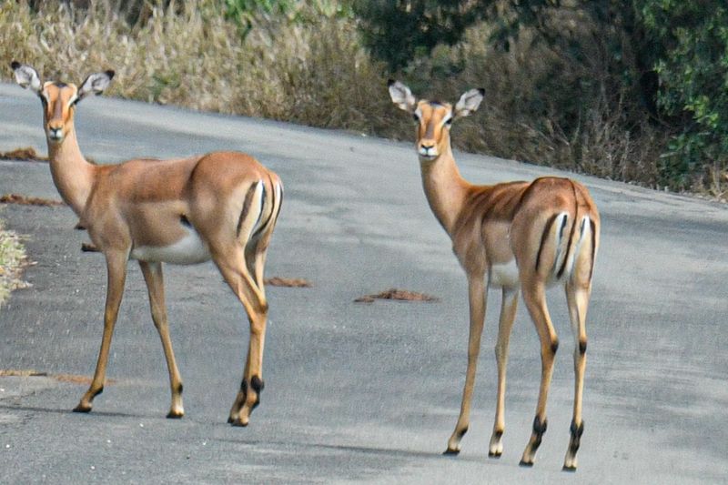 Impala