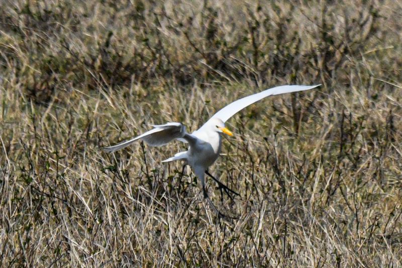 Western Cattle Egret