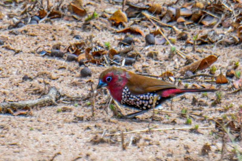 Pink-throated Twinspot