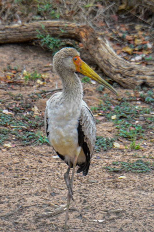 Yellow-billed Stork 
