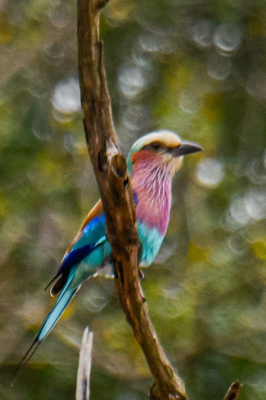 Lilac-breasted Rollr