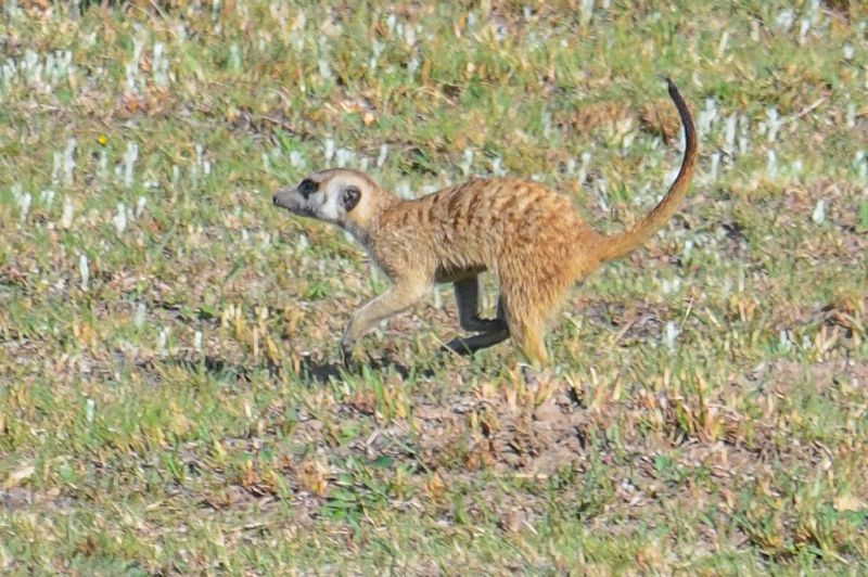 Meerkat