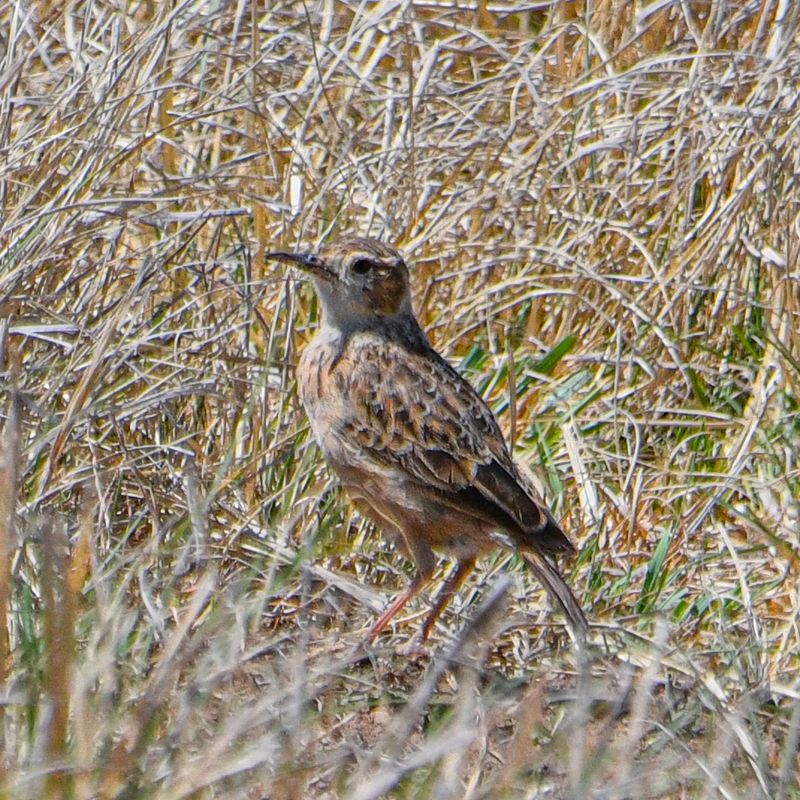 Spike-heeled Lark 