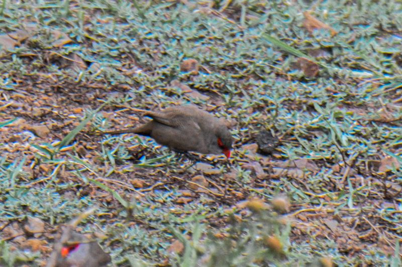 Common Waxbill